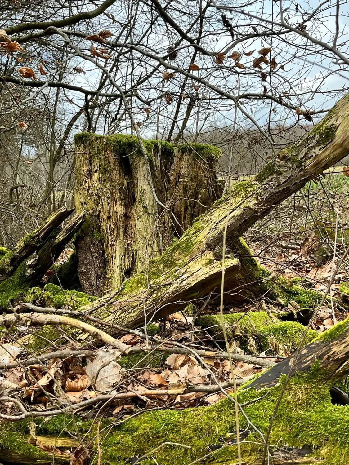 clevergesund- Berit Kachnar, Baumstamm im Wald