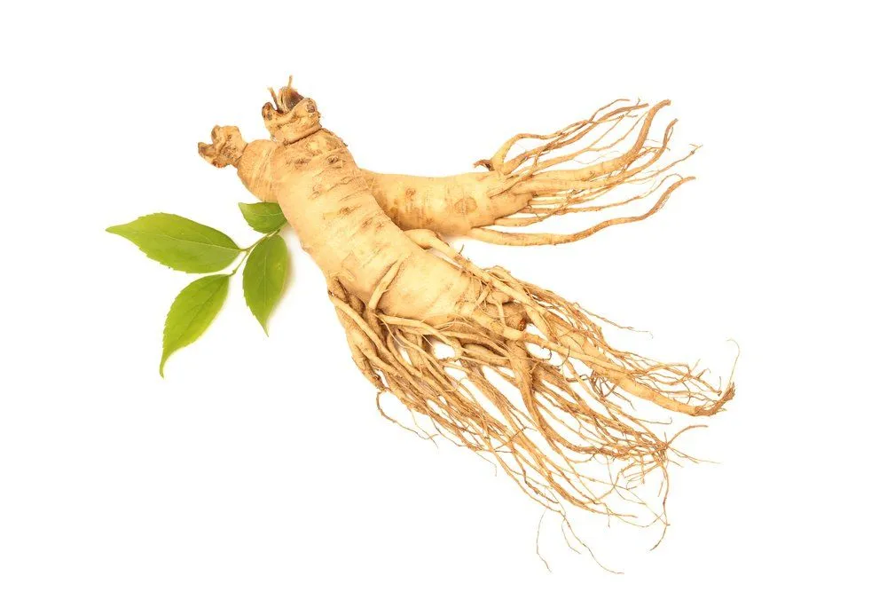 clevergesund - Berit Kacner, Ginseng