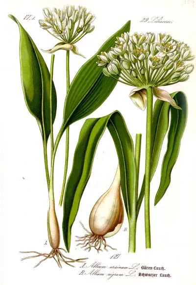 clevergesund - Berit Kacner, Bärlauch - Allium ursinum