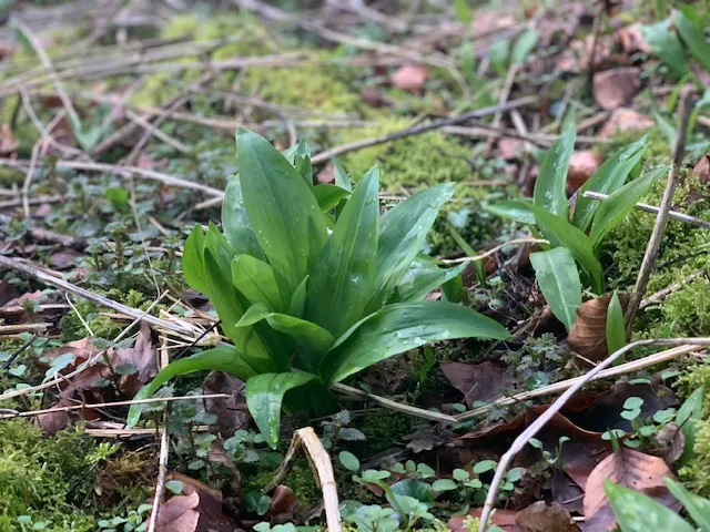 clevergesund - Berit Kacner, Bärlauch - Allium ursinum