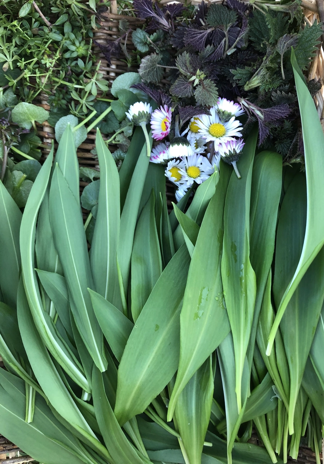 clevergesund - Berit Kacner, lange Blätter und Gänseblümchenblüten