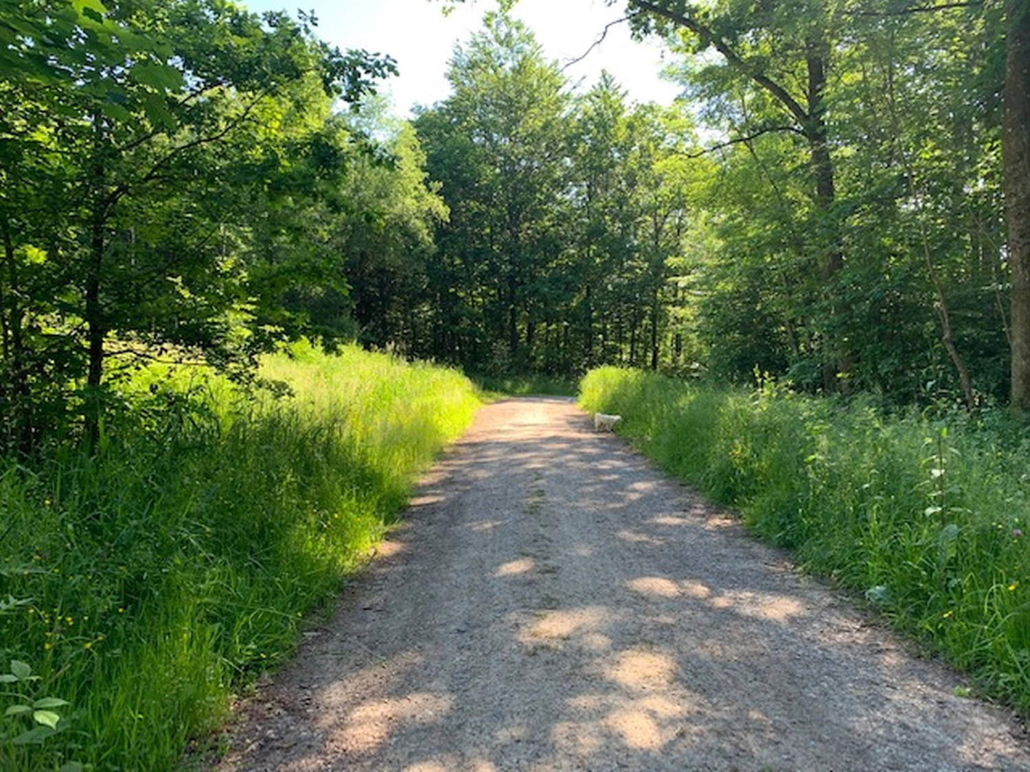 clevergesund - Berit Kachnar, Wanderweg im Wald