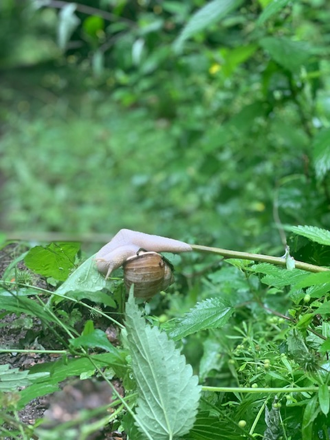 clevergesund- Berit Kachnar, Schnecke im Urlaub