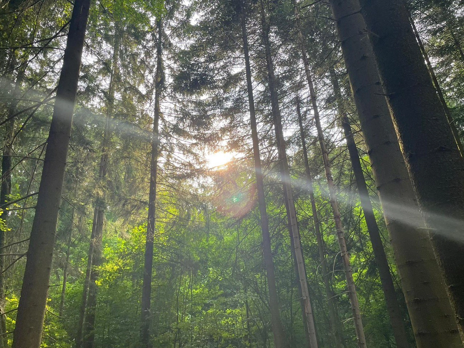 clevergesund - Berit Kacner, Sonnenlicht scheint durch Waldbäume