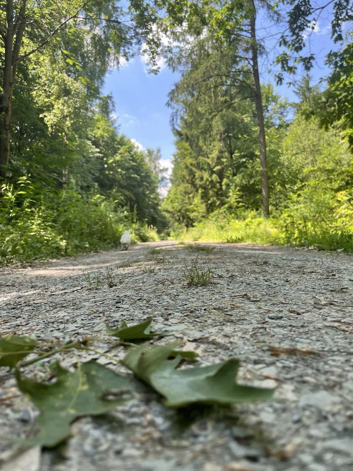 clevergesund - Berit Kacner, abgefallene Blätter auf dem Boden im Wald